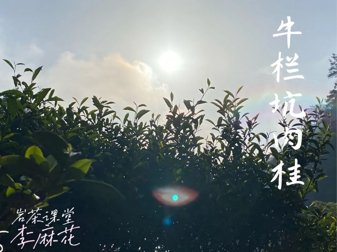 什么样的岩茶是好的岩茶,岩茶叶底很细