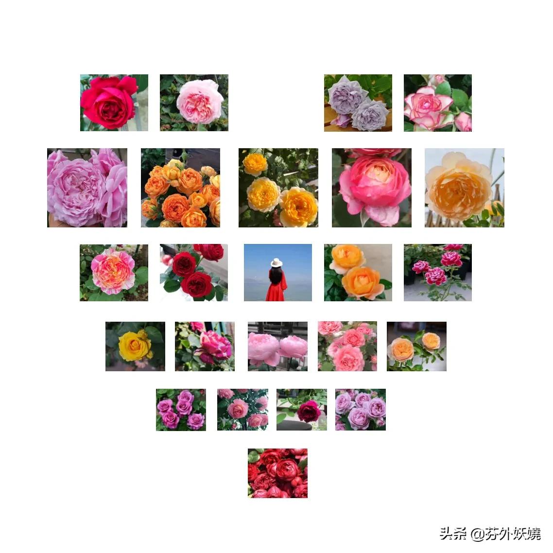 月季花抗病能力强又有香味的品种,18种花卉好看品种