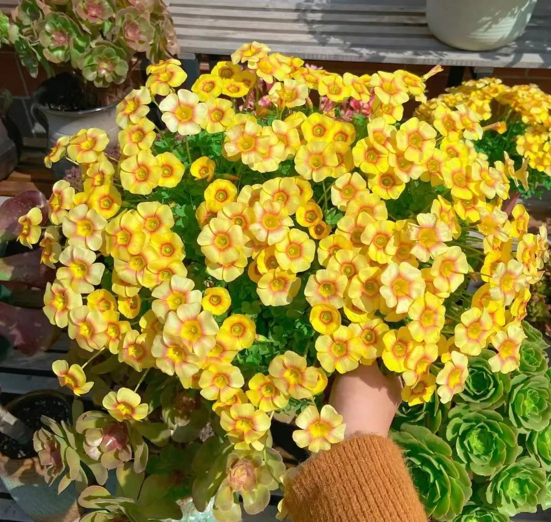 适合在路边种的野花,那些路边不起眼的花儿