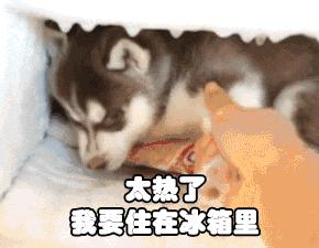 狗狗呕吐三四天不吃食,狗狗吃了打虫药不吃食怎么回事