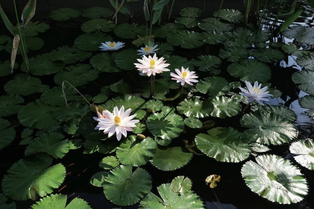 这可能是全球性价比最高的一家阿丽拉