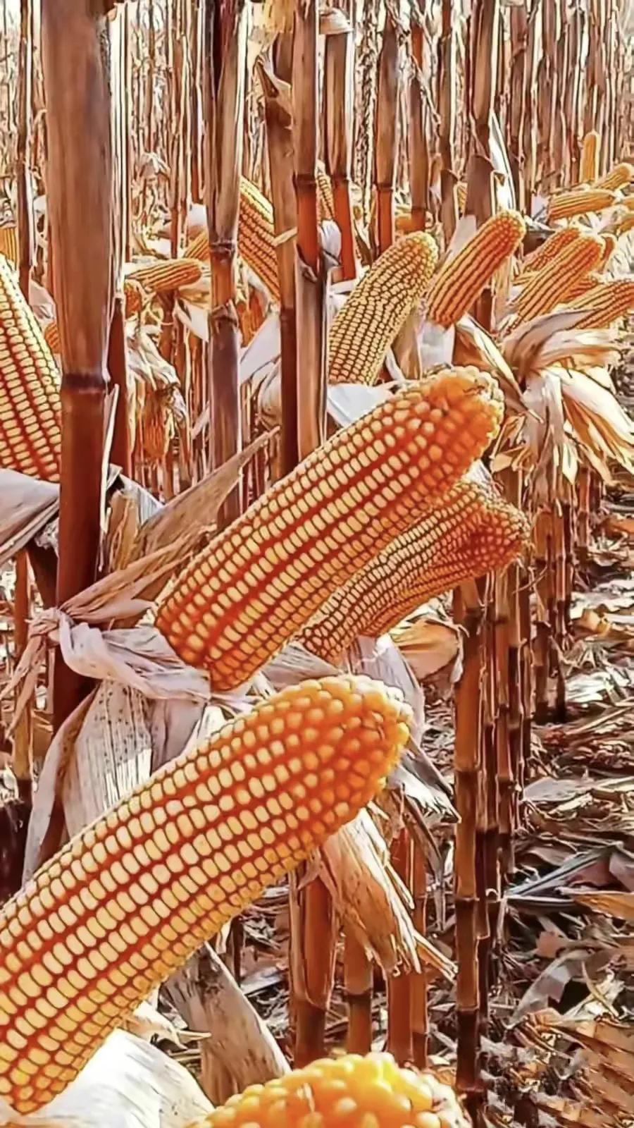 最新国审高产玉米品种排行榜,国审高抗锈病玉米新品种