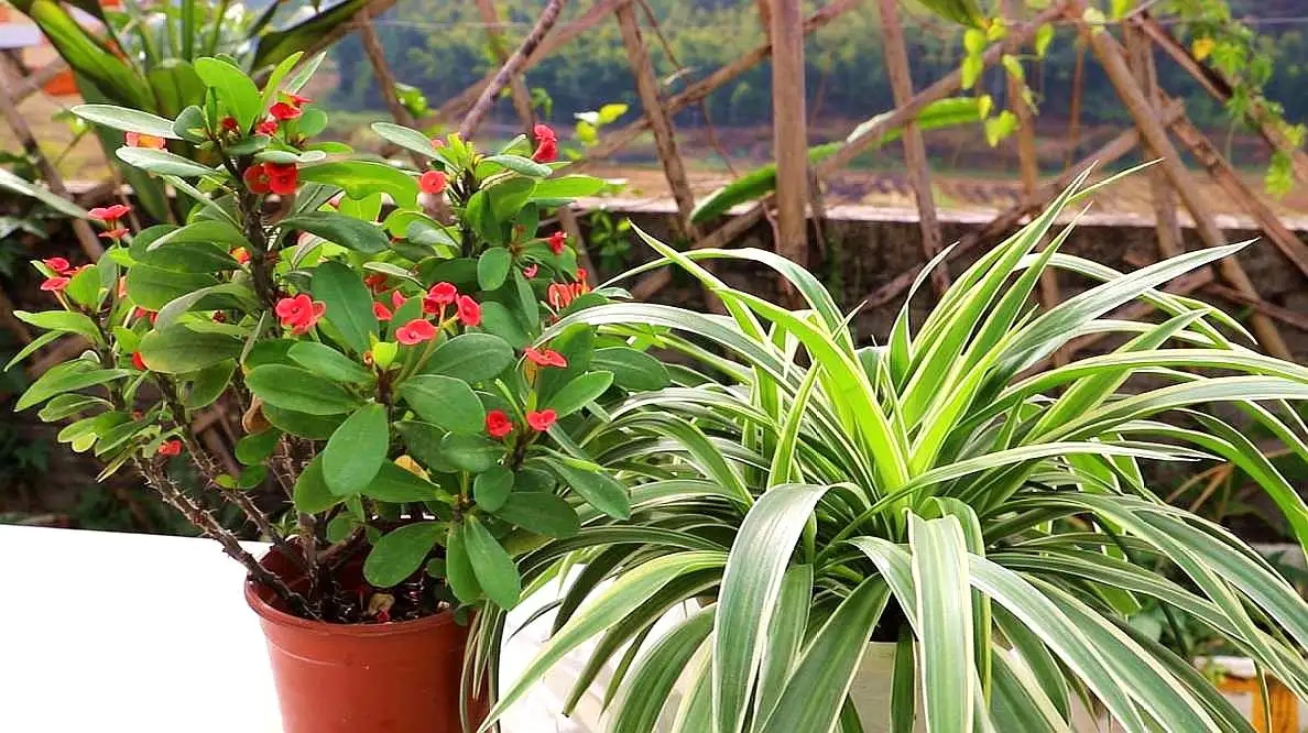 天气热懒人种什么花草好,适合户外种植的花草北方能种植吗