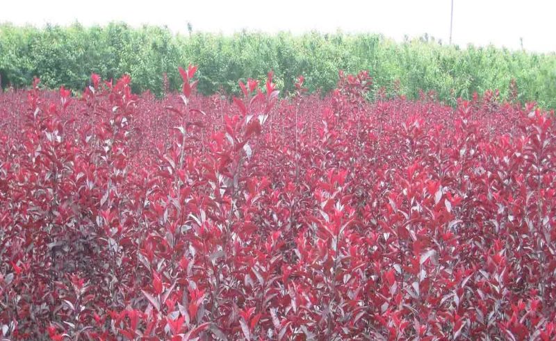 春季绿化苗木栽植流程,绿化苗木专用的施肥方法