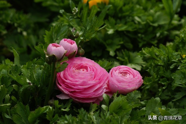 养花养成“花草杀手”，就养这些5种球根花，好看好养还有大用处