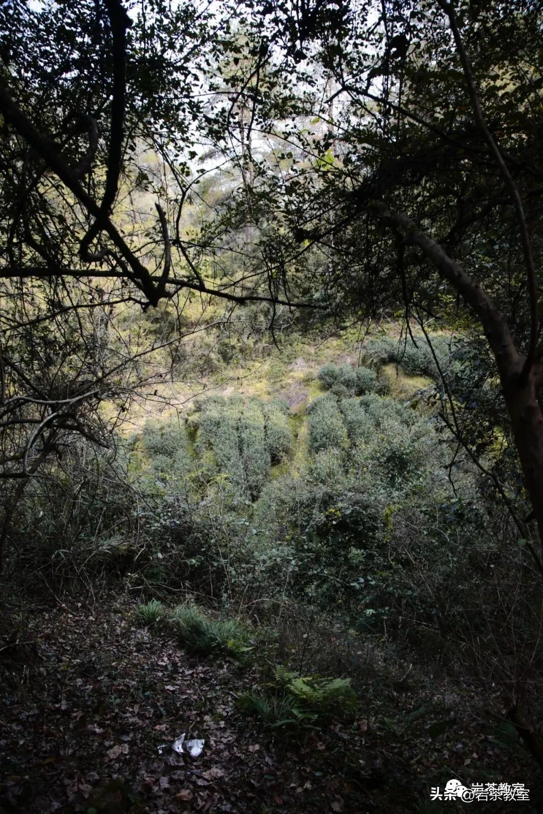 新品首发|手尚工夫师父:一泡非卖品的含金量到底是由什么决定的