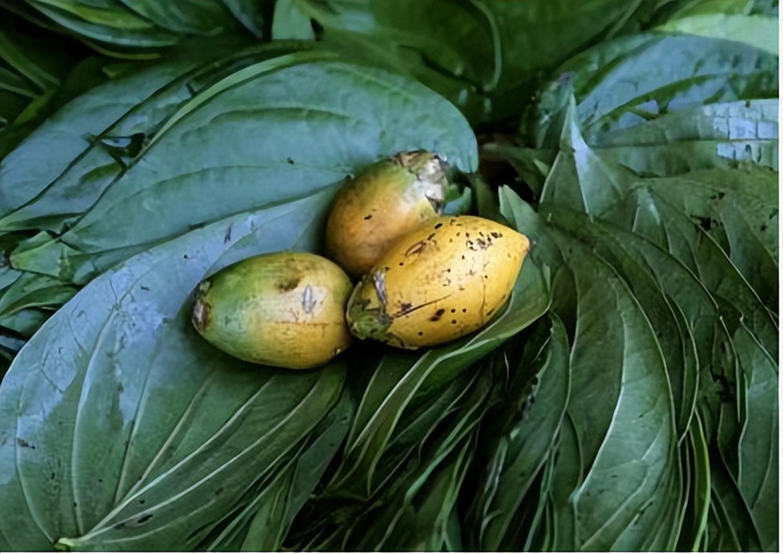 软性毒品槟榔的危害有哪些,害人害己的槟榔