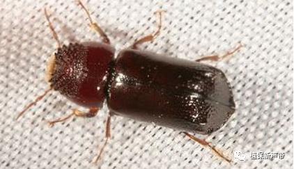 蛀干害虫为害症状识别,什么是蛀干害虫