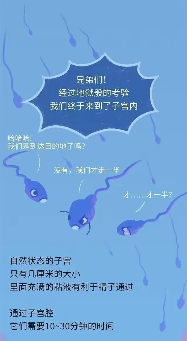 精子在人体24小时经历了什么,精子在人体24个小时都经历了什么