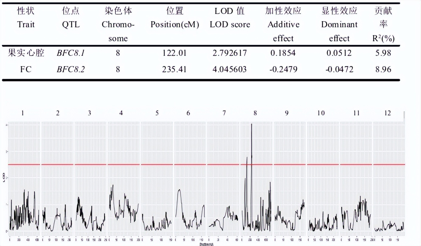 冬瓜果实的类型,冬瓜种子外形特点