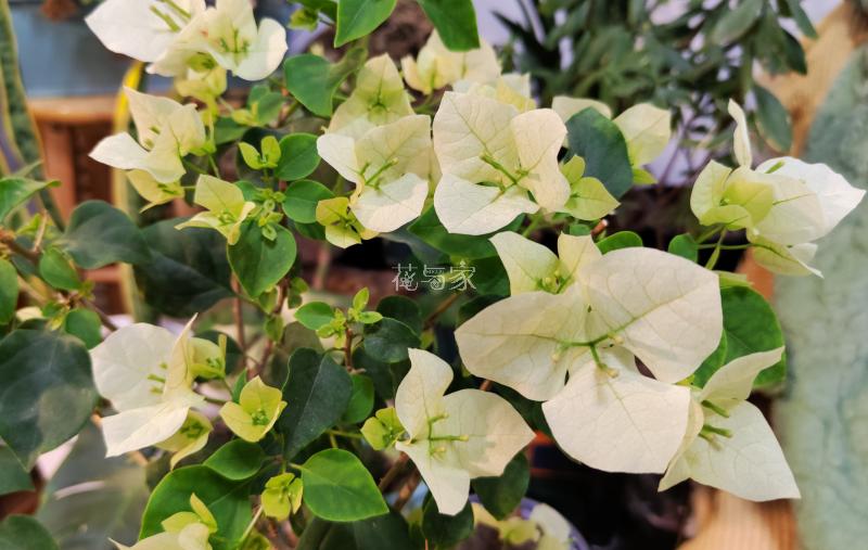 三角梅烂根如何拯救,三角梅换盆引起烂根什么原因