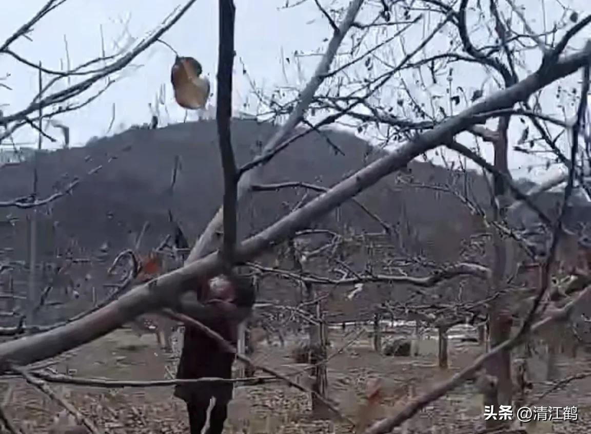 果树清园是先杀虫还是杀菌,果树清园管理方法