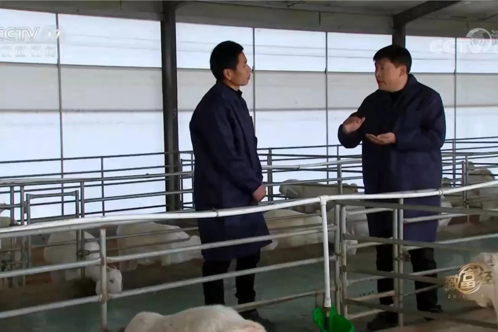 河南养100只羊一年能挣多少钱,河南养20只羊一年收入多少