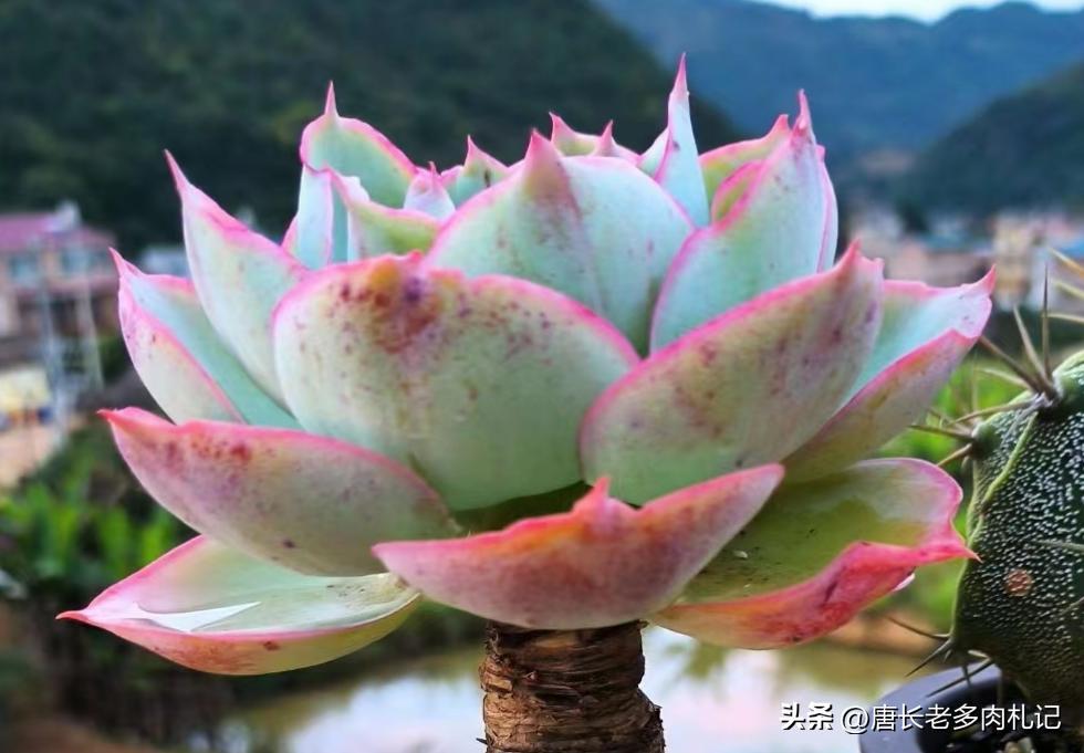 多肉达芬奇密码群生老桩,多肉达芬奇密码好养吗