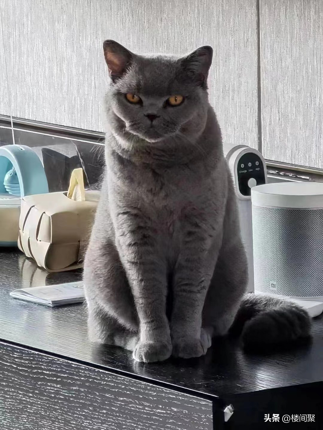 养了一个星期的宠物猫,养一只便宜的宠物猫一个月