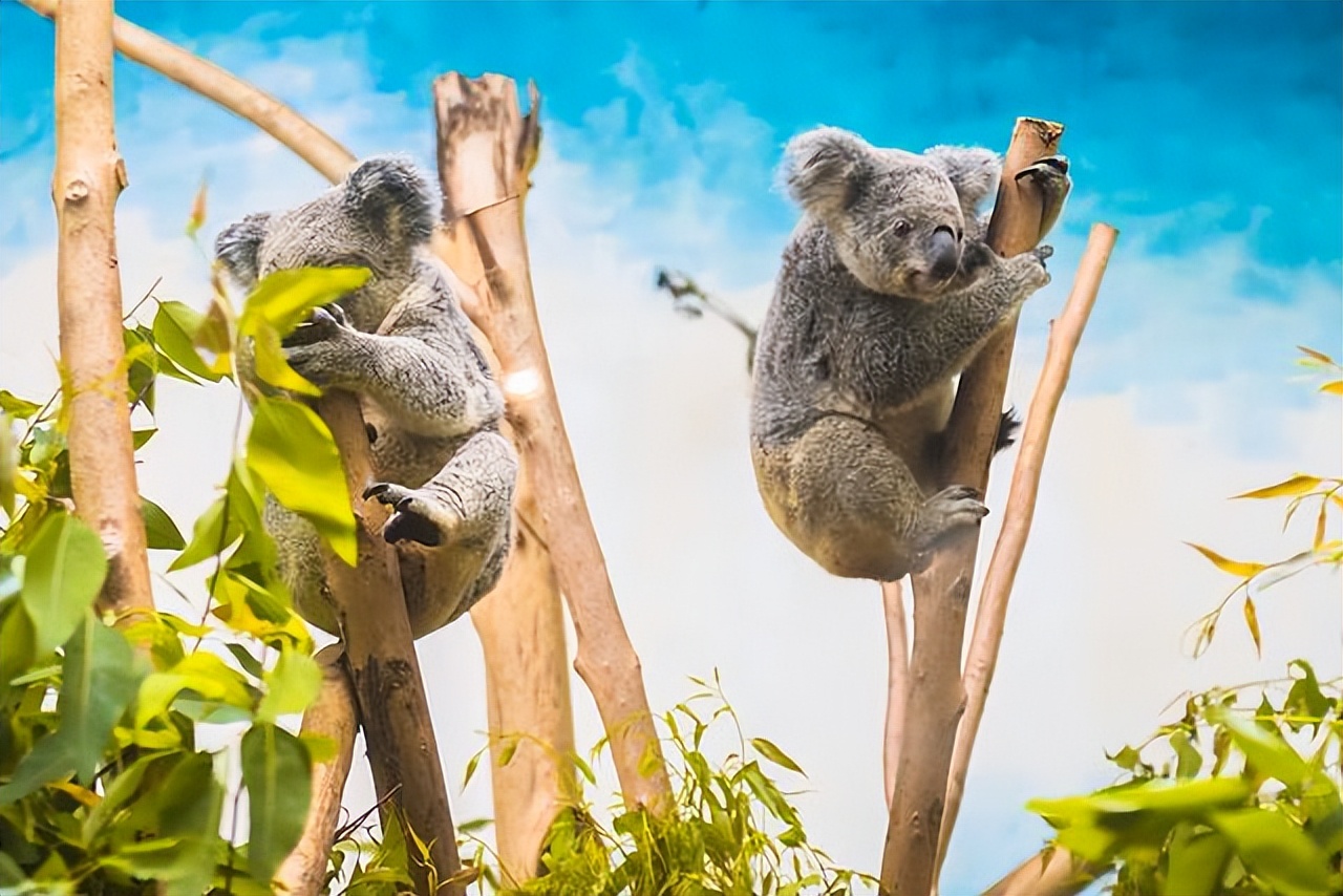 广州长隆最全游玩攻略飞鸟乐园,广州长隆哪两个主题乐园适合老人