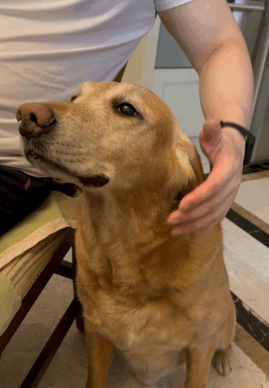 狗界中非常聪明的狗狗,狗界最忠诚和最不忠诚的狗