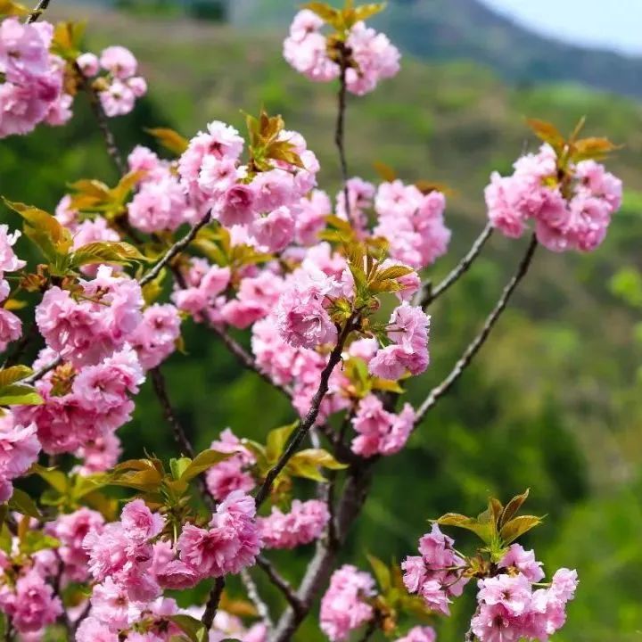 济南近郊旅游专线,济南开通的几条旅游线公交不错