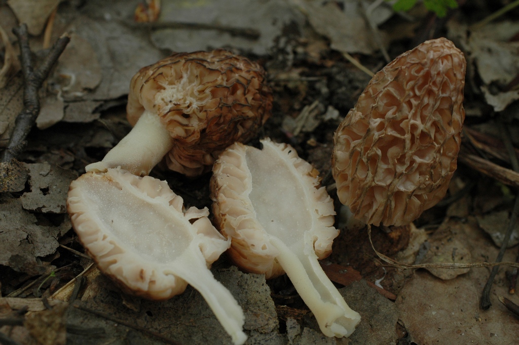 菌中贵族,投入一万赚了两万实际赚多少