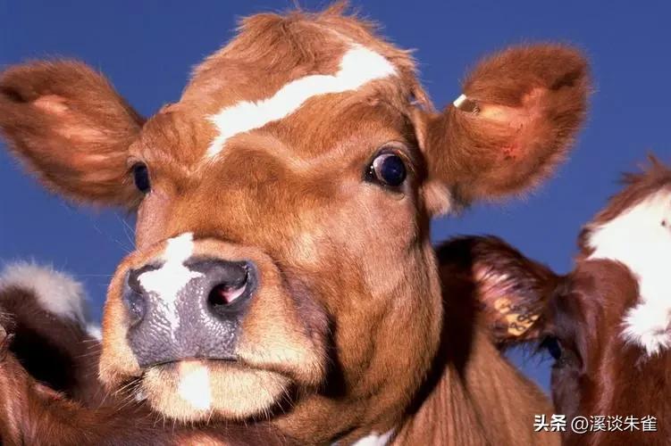 巴西布兰格斯牛和内洛尔牛中,探索双叉巴贝虫和蜱虫的季节性波动