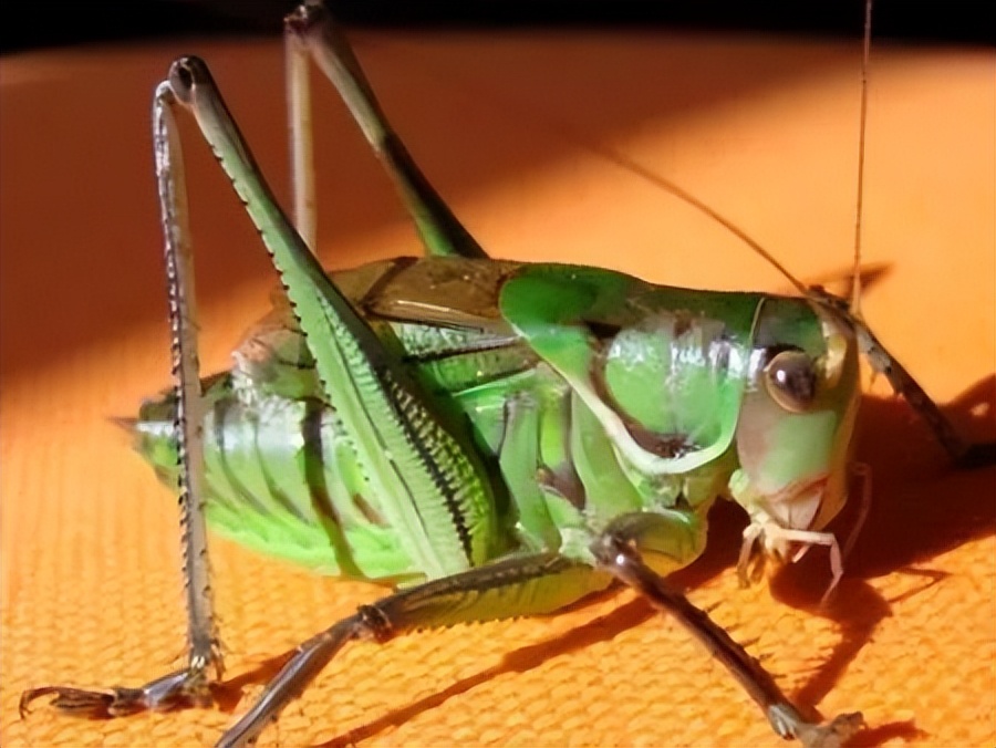 养猫养狗都养不活,养狗养猫养蜘蛛