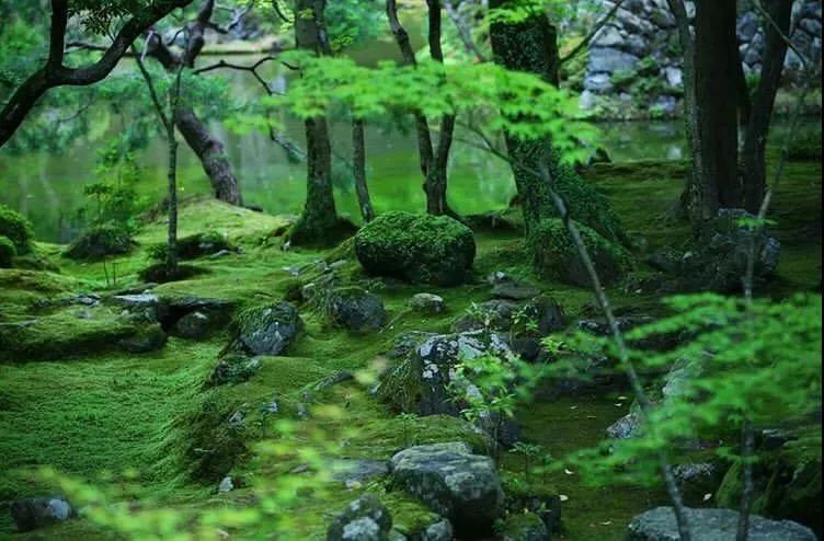 日本枯山水景观,日本枯山水中的树是什么树