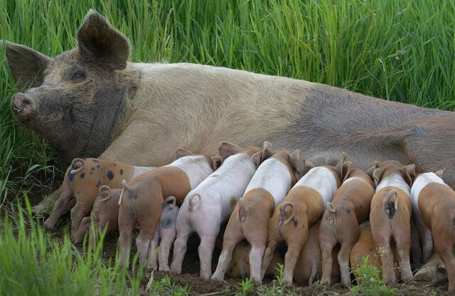 猪舍防暑降温的最佳方法,冬季养猪场怎么通风与保暖