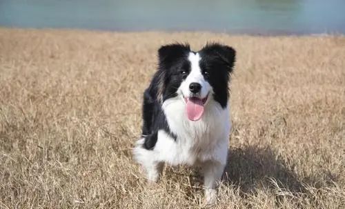 常见宠物疾病及治疗,春季宠物疾病预防