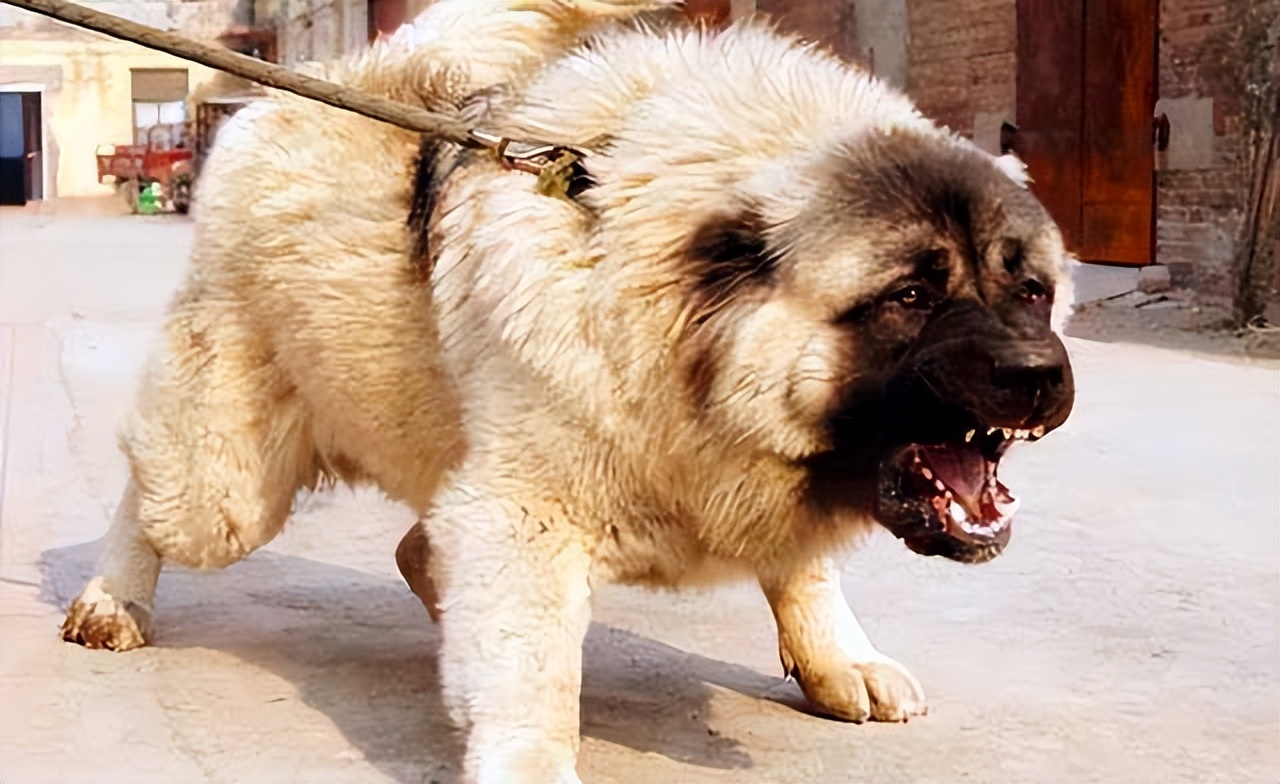 30种常见犬图片,40种常见名犬图片