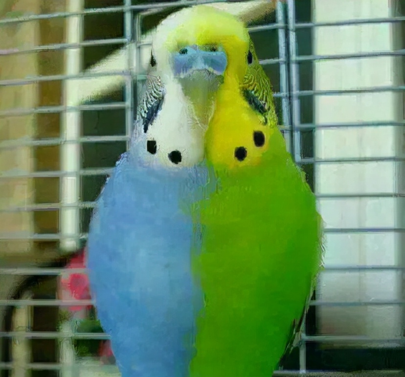 世界上最可怕的10种变异蜗牛,世界上最稀有的蜗牛品种