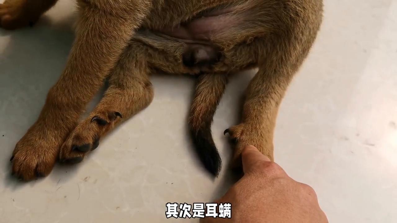 狗狗常见疾病和治疗,狗狗常见的病和治疗方法