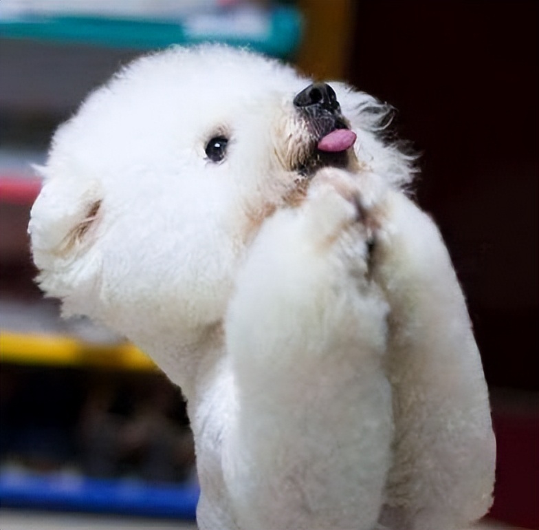 比熊犬为什么喜欢睡在主人身边,比熊犬最想对主人说的是