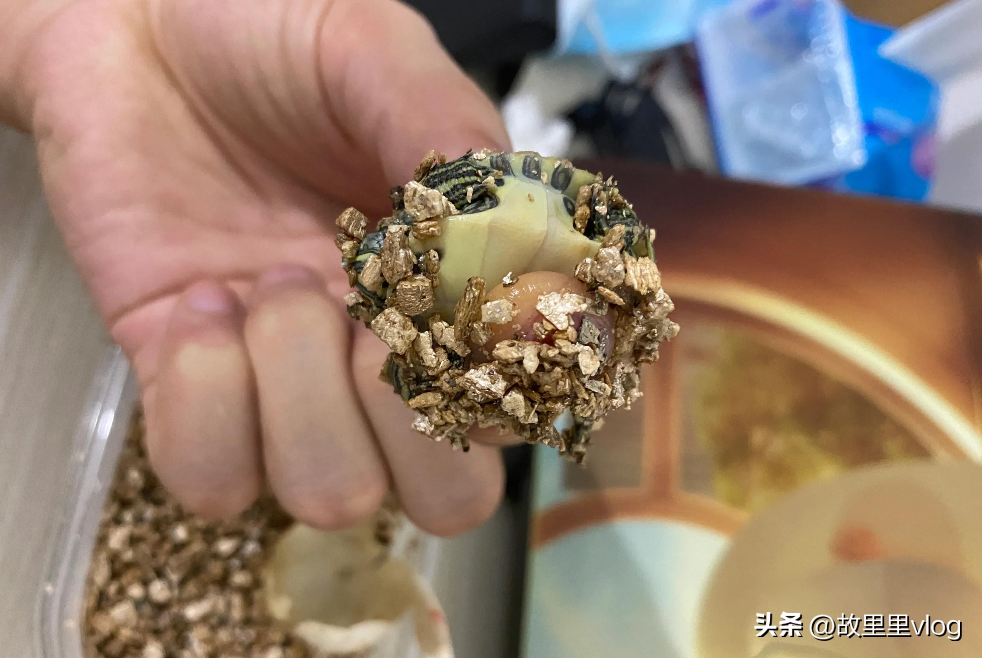 买了两只小乌龟现在长得特别大,乌龟长到几厘米开始生蛋