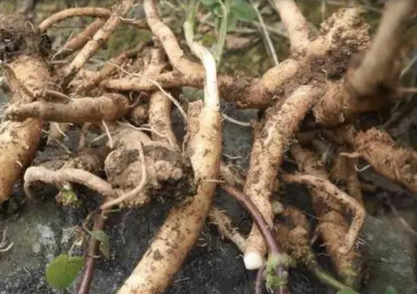 挖出一棵150年以上的老山参,挖出最大的野山参