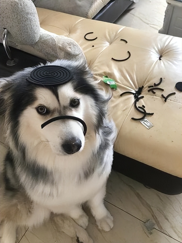 夏日养狗避坑指南,夏天如何养狗