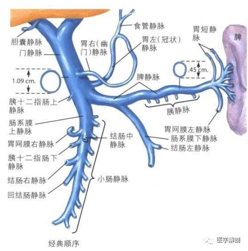 门静脉的解剖位置,门静脉的解剖及病理生理