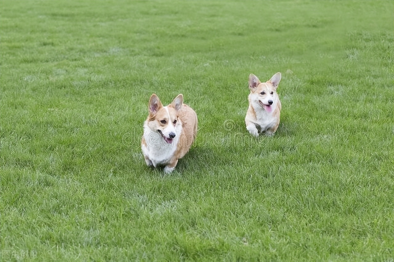 柯基几个月后不会咬主人的脚和手,柯基咬脚后跟矫正方法