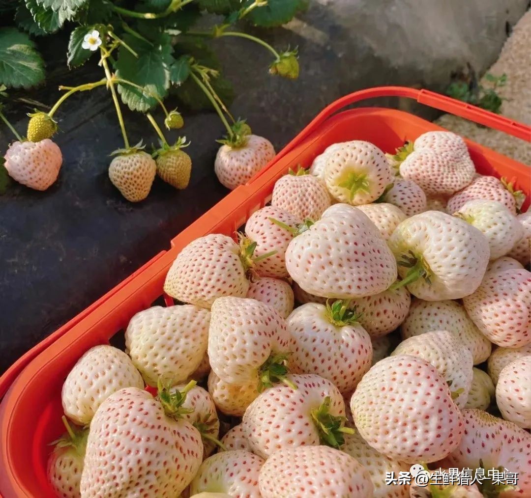 最好吃的白草莓品种前十名,好吃实惠的草莓品种有哪些