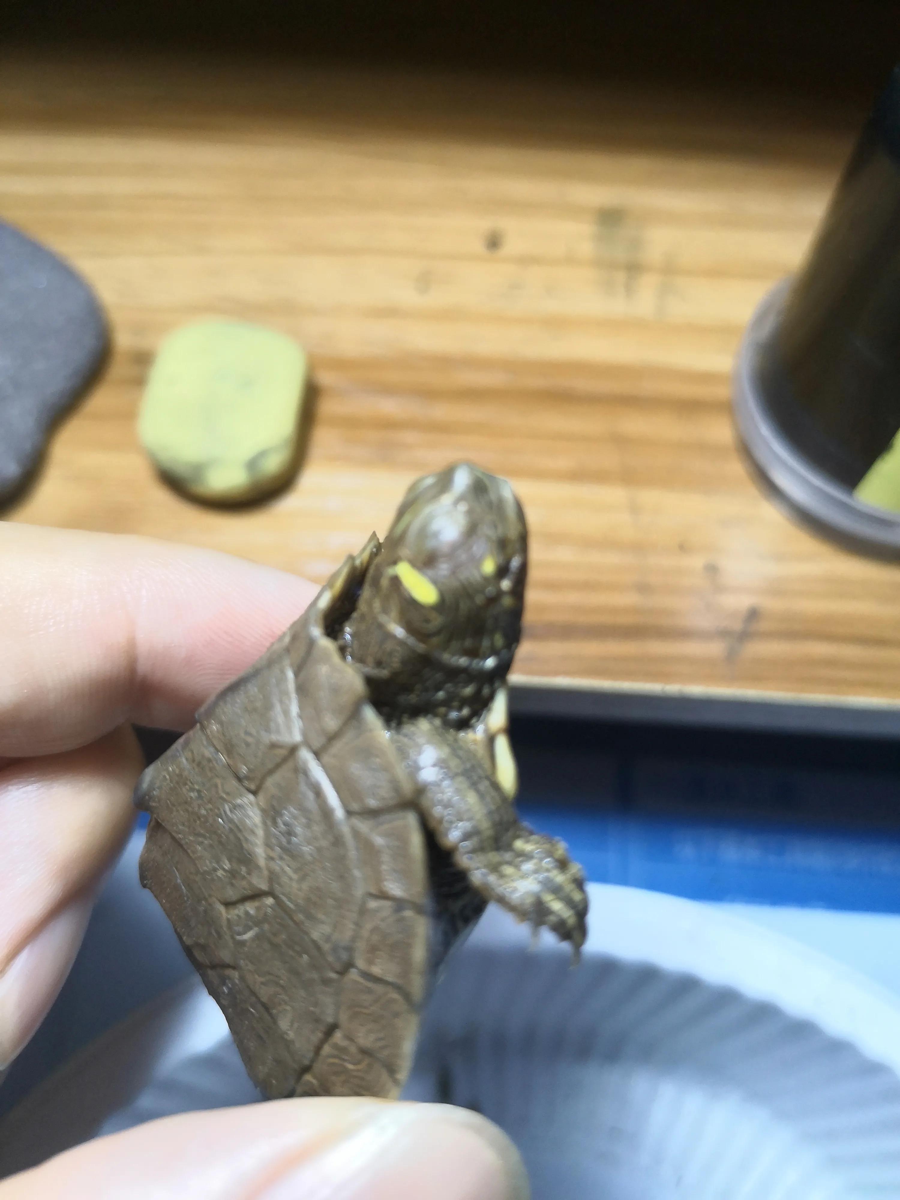 淘宝买到生病乌龟 (淘宝上买乌龟)