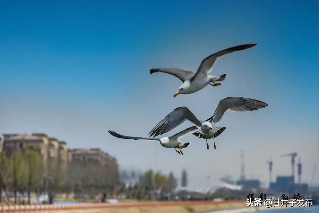 甘井子踏青,大连甘井子踏青好去处