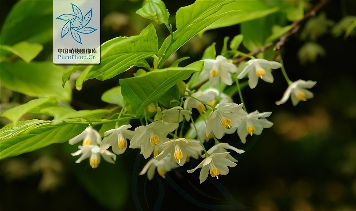 鏃ユ湰闆爲,鏃ユ湰闆搩