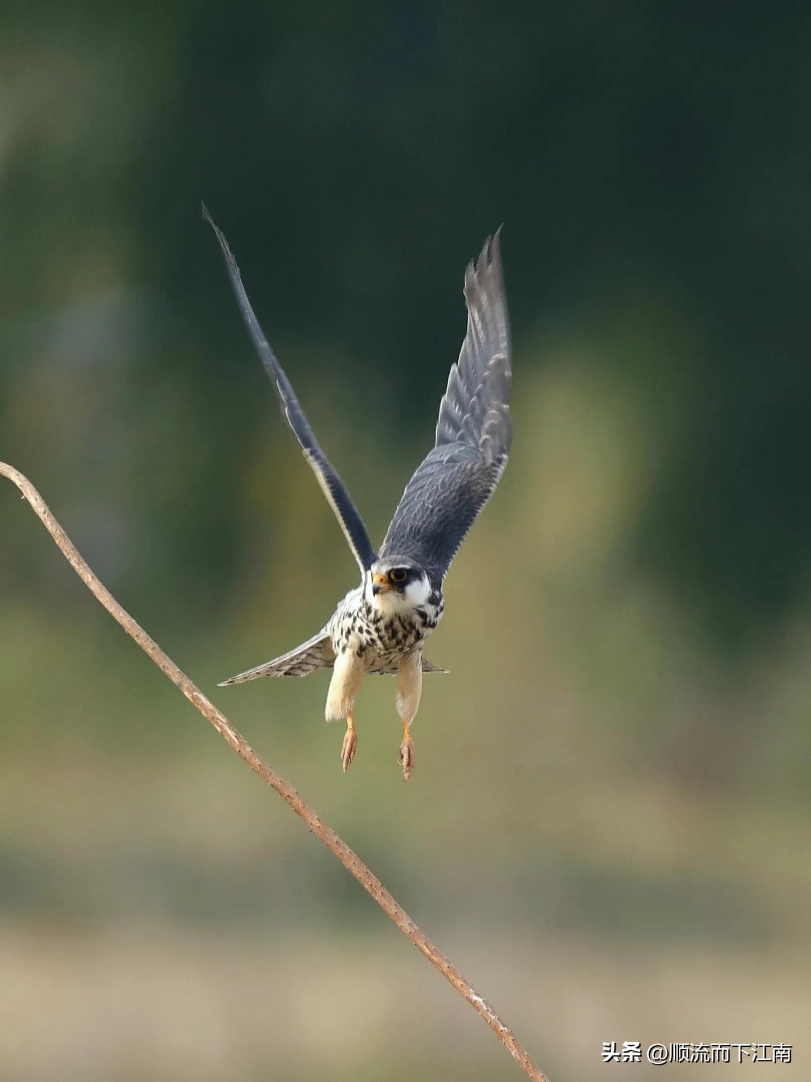 红脚隼叫声,红脚隼
