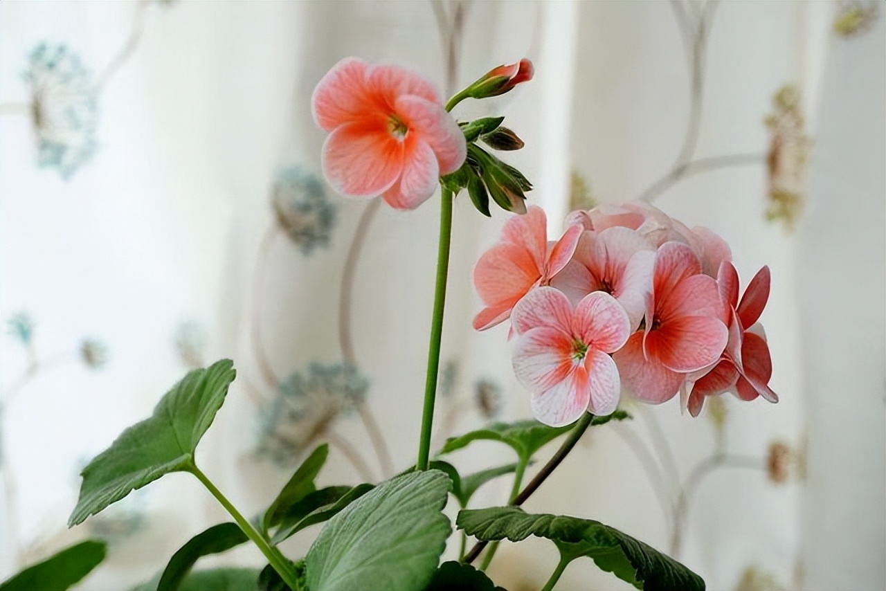 夏季最宜养花草有哪些品种,夏季养花草推荐