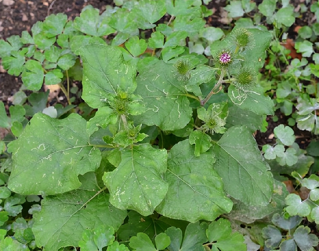 广东人爱吃的10道经典广东靓汤,广东人最喜欢喝的十款炖汤