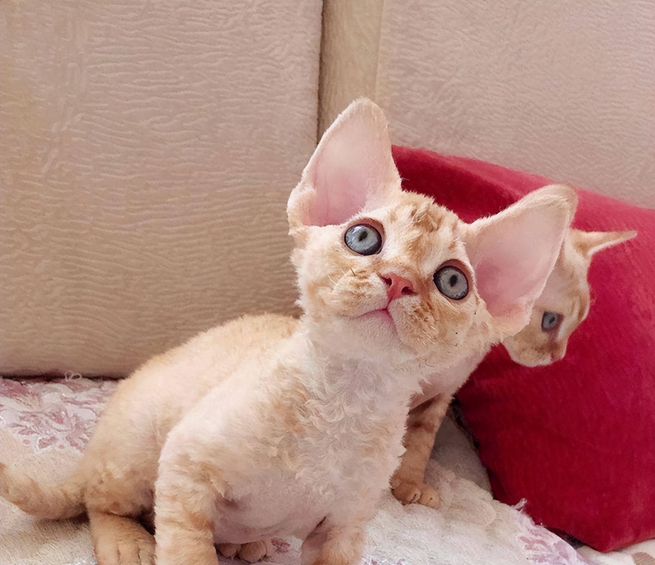 十大热门猫,2023年最热门猫咪排行榜