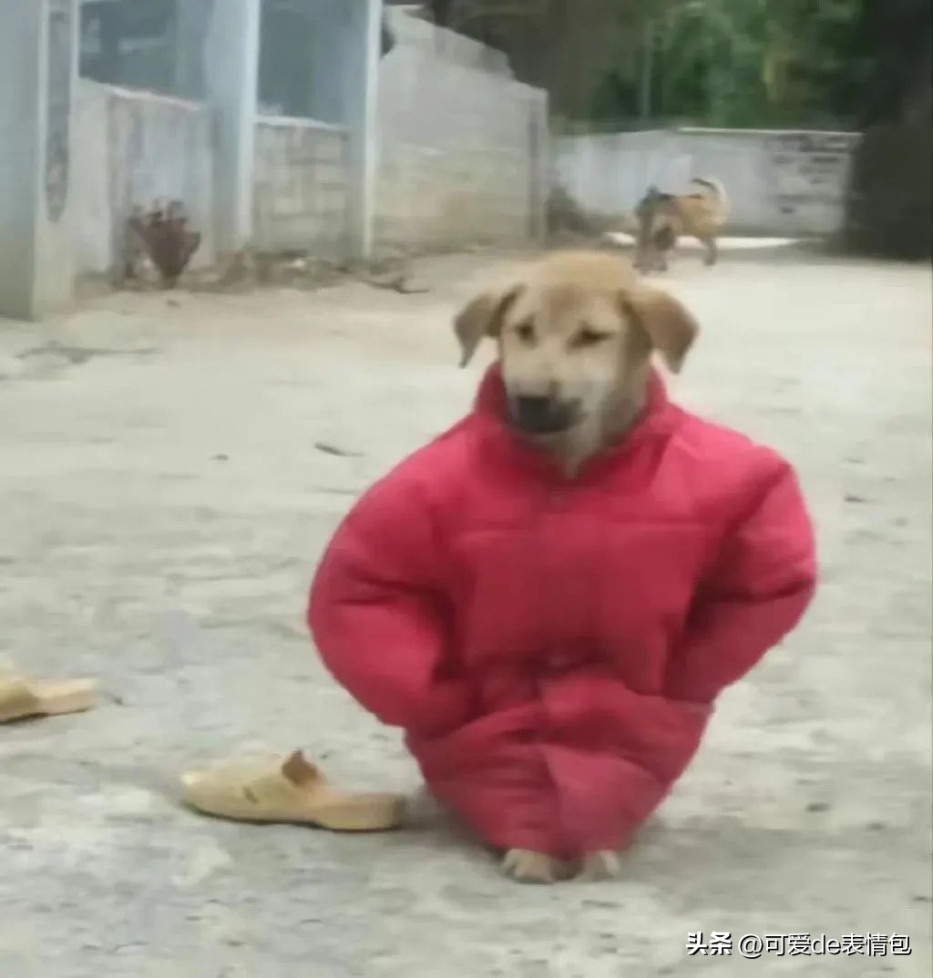 热门微信表情包收藏,微信那些可爱的表情包