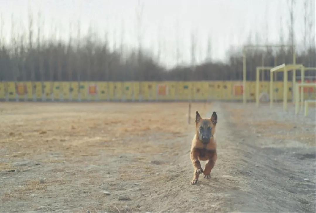 路上遇到恶犬自救方法,路上遇到恶犬怎么自救