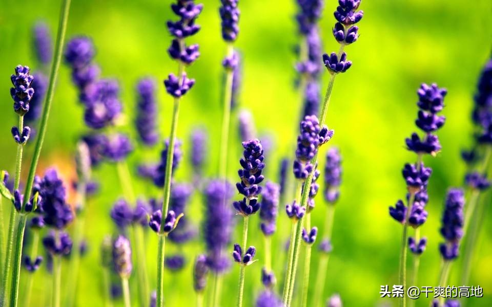 红蜻蜓散文作品鉴赏,儿童散文红蜻蜓赏析