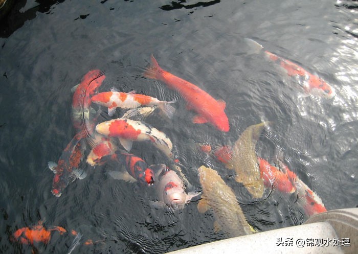 鱼池过滤毛刷安装方法,最简单高效的鱼池过滤系统设计图