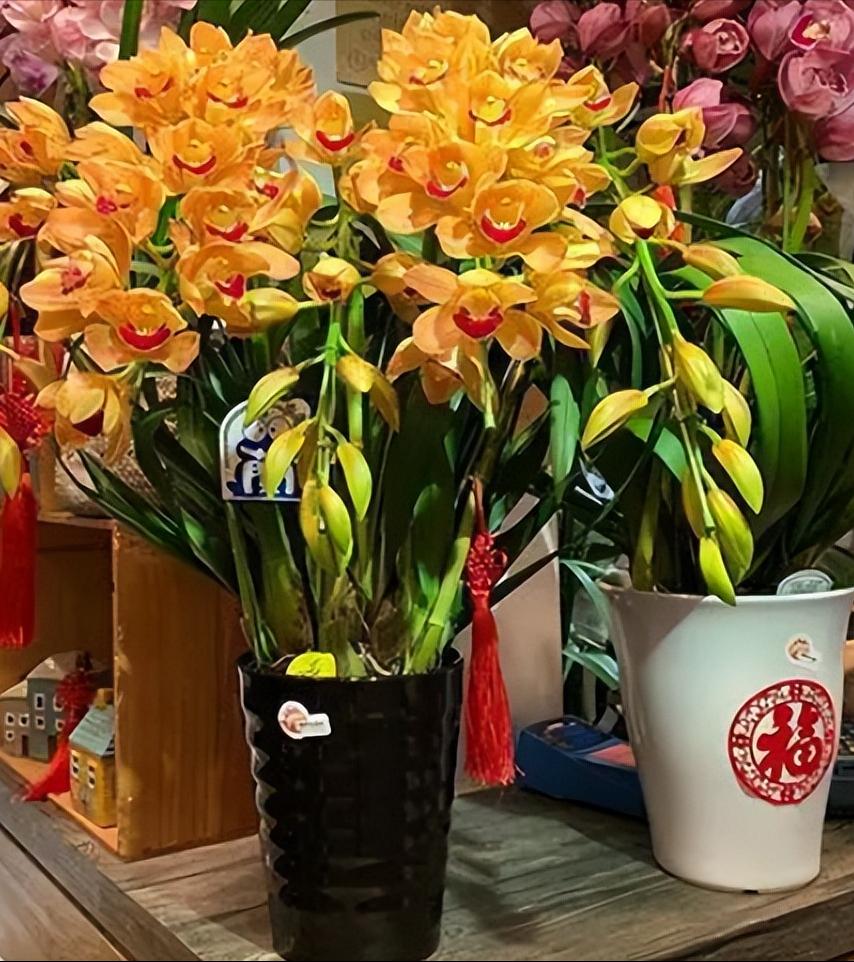 种花浇水20天盆没干能浇水吗,室内种花浇水不漏水